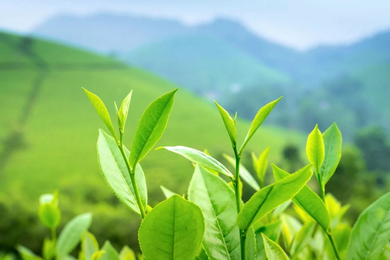tea plantaion