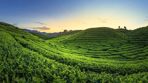 nilgiri