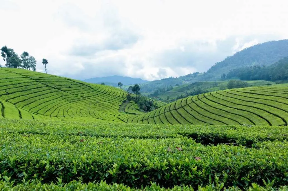 thekkady