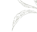 Decorative pattern
